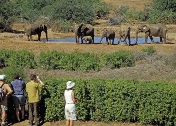 South Africa: A Wildlife & Safari Tourism
