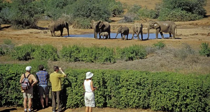South Africa: A Wildlife & Safari Tourism