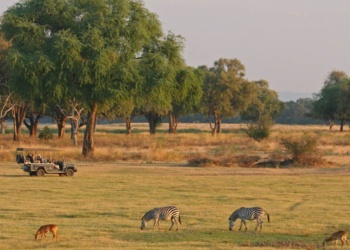 North Luangwa National Park-Eastern Zambia