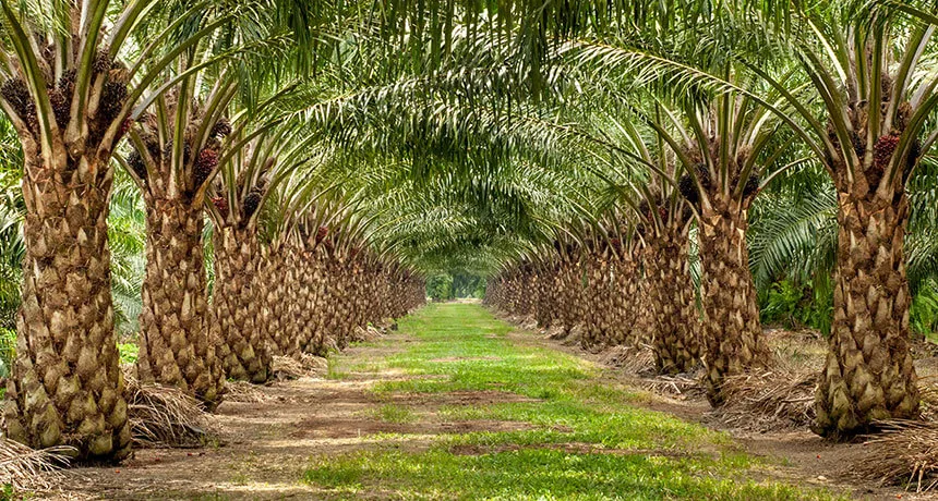 View of an Oil palm plantation