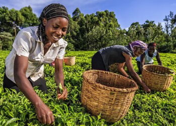 Kenya's tea exports