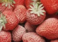 Morocco Frozen Strawberry