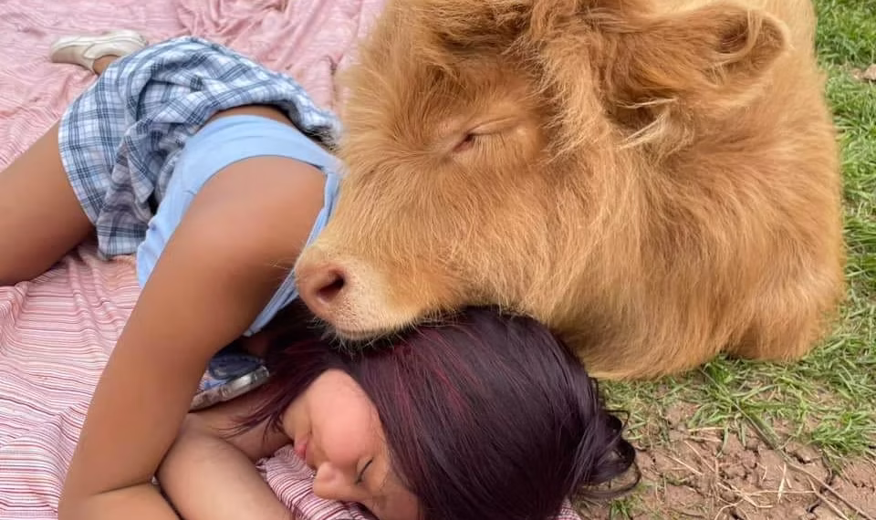 UK Dairy Farm Swaps Milking for Moo Hugs as Climate Costs Mount