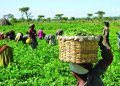 Ghanaian Farmers