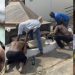 Nigeria: Seun Kuti And Verydarkman Perform Ritual At Fela Kuti’s Grave Sparks Public Outrage (Photos)