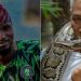 Nigeria: “What to do if a snake bites you” – Expert advice Following Nanyah’s Death